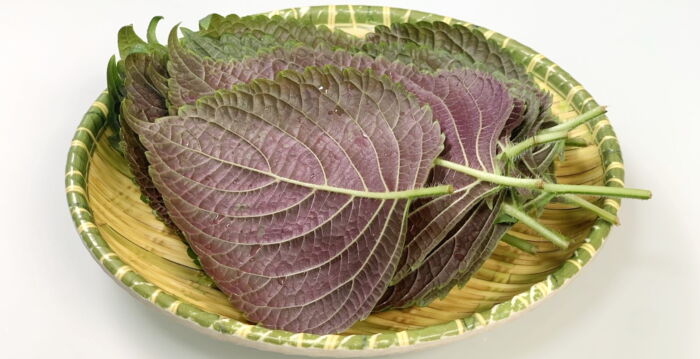 【元气厨房】一叶紫苏 闻香看中医的药食同源