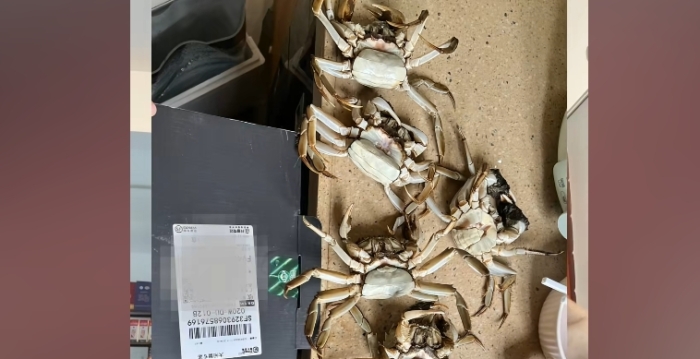 广州买家AI合成死蟹视频骗退款 被行拘8日