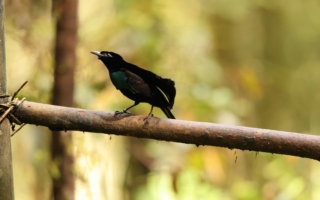 有史以來最黑布料面世 宛如身穿「黑洞」