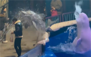 男子大连海洋馆内抽烟不听劝阻 白鲸喷水浇灭