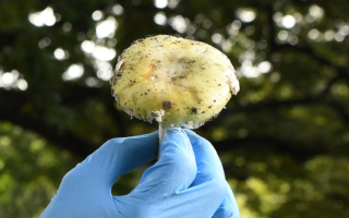 中毒事件激增 加州官員警告民眾切勿採摘野菇