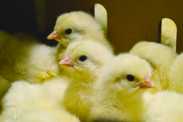 雞蛋的營養迷思與真實成本解析