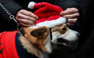 在聖誕佳節 留意讓你家小狗感到不安的跡象
