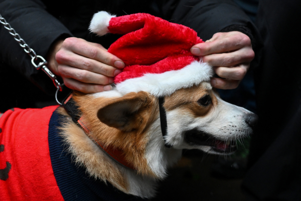 在聖誕佳節 留意讓你家小狗感到不安的跡象