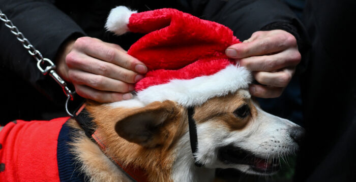 在圣诞佳节 留意让你家小狗感到不安的迹象