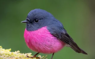 組圖：澳洲稀有粉紅知更鳥 色彩獨特鮮豔