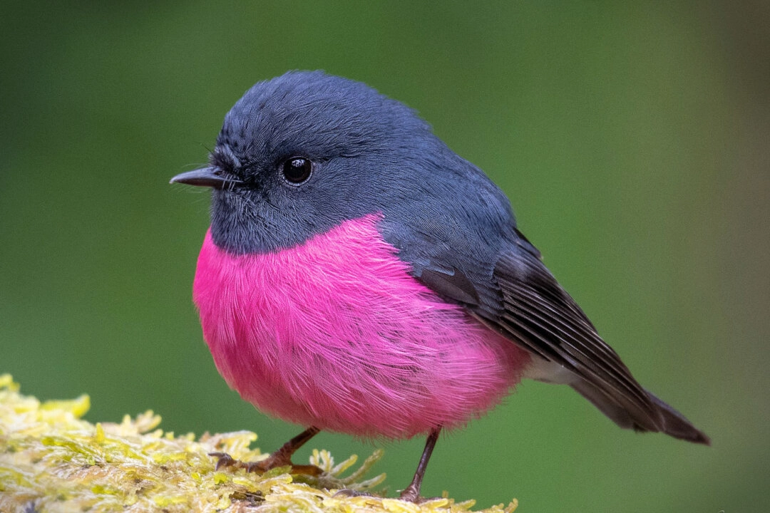 【圖輯】澳洲稀有粉紅知更鳥 色彩獨特鮮豔