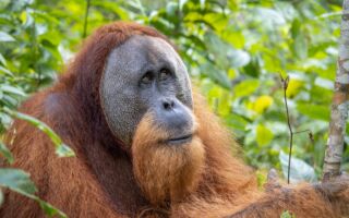 印尼洪災重創森林 瀕危紅毛猩猩面臨生存危機