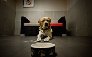 你家小狗在晚上吠叫 應該如何阻止?