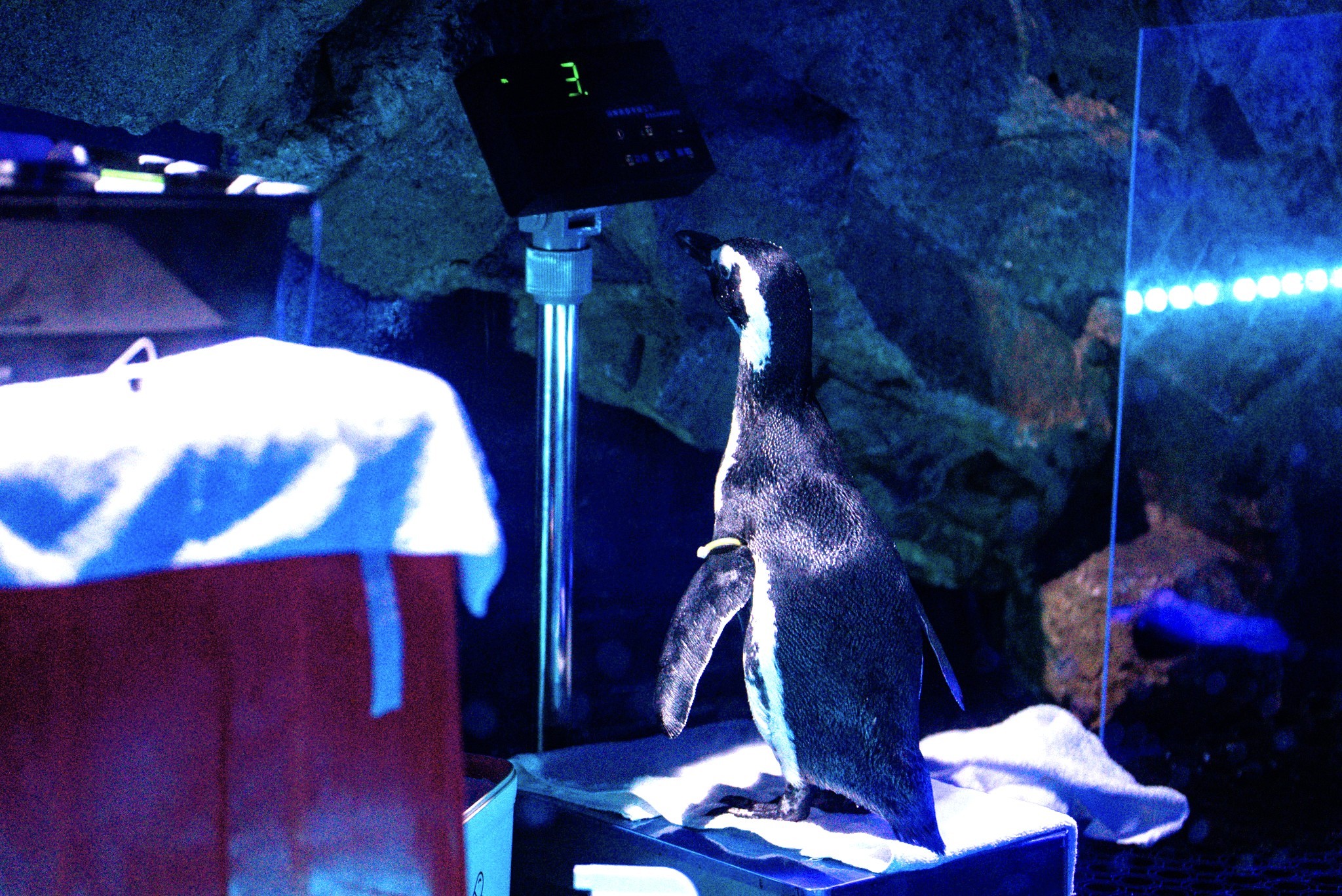 台中海洋馆年终健检超萌小企鹅排队量体重| 麦哲伦企鹅| 大纪元