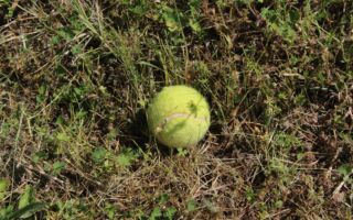 為什麼你冬天時應該在花園裡放網球？