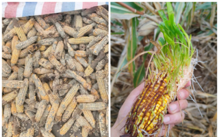 大陆多地连阴雨致农灾 霉变秋粮恐流向市场
