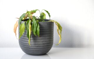 人們冬天最常犯的錯誤 可能讓室內植物死亡