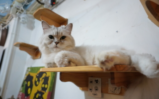 畫家呂游銘和他的貓