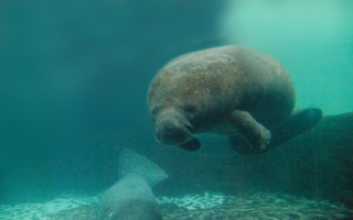 中東卡塔爾發現2100萬年前新種海牛化石