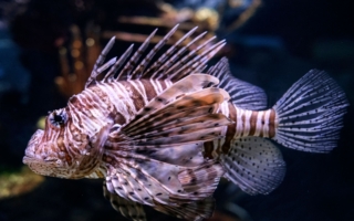 紅海獅子魚大舉入侵 如何成地中海酒館佳餚