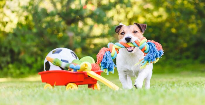 小狗能看到哪几种颜色?视力如何?