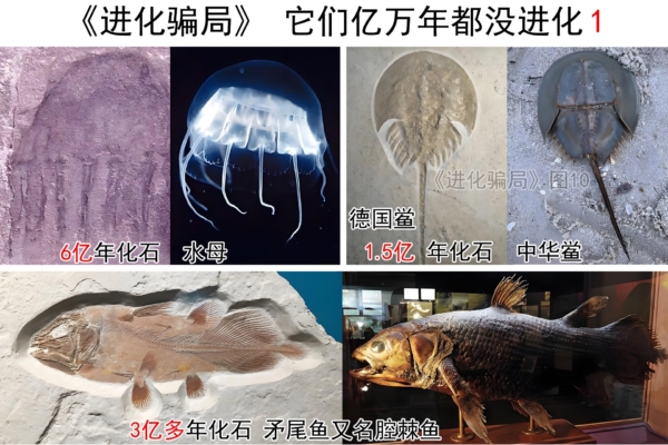 進化騙局（4） 「爪哇猿人Ⅱ」