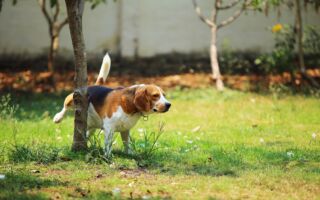 英國男子兼職替人清理狗糞 年賺3萬美元