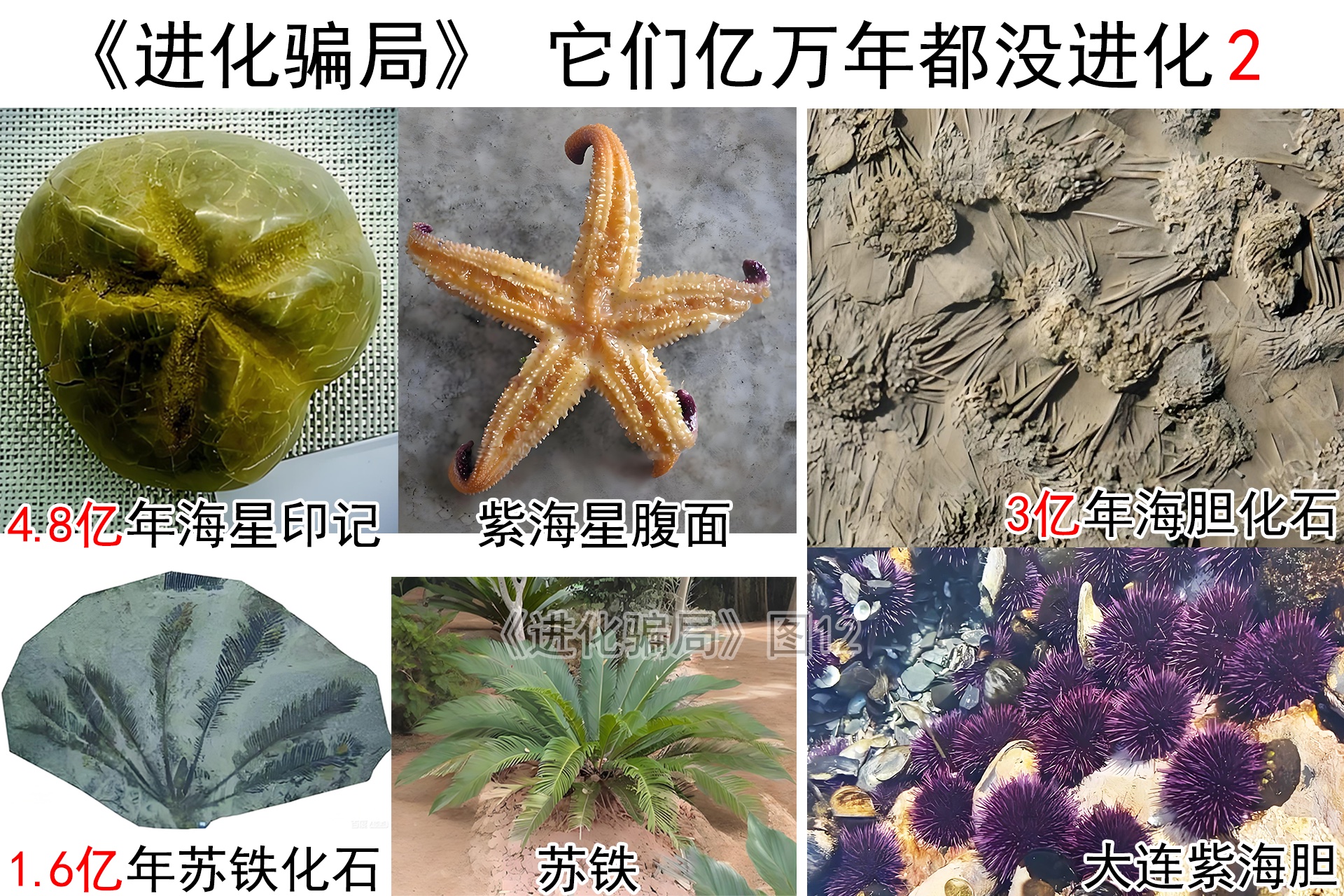 進化騙局（5） 誠實的「豬齒猿人」