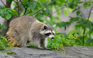 美國浣熊藏身汽車飄洋過海「偷渡」至白俄