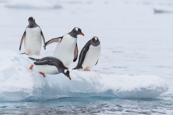 想與企鵝一起生活嗎？ 英國南極調查局徵才