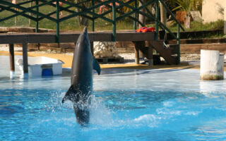 加州野生海豚「用尾巴走路」 遊客看傻眼