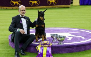 組圖：紐約威斯敏斯特犬展 杜賓犬勇奪桂冠