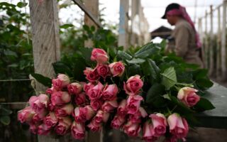 組圖：情人節將至 哥倫比亞花卉農場格外忙
