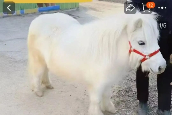 ����С��ǽ�����籬�� ���Կ�����þ���