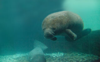 美國佛州圈養海牛71歲 打破最長壽世界紀錄