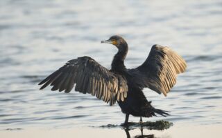 德國鸕鶿受傷跑到醫院 用嘴敲門求救