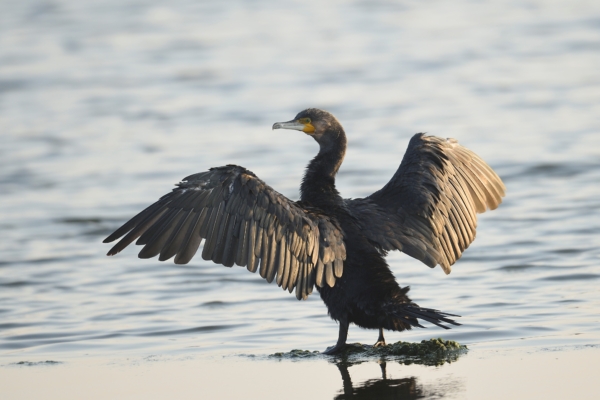 德國鸕鶿受傷跑到醫院 用嘴敲門求救