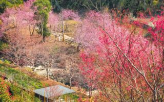 石壁樱花满开 山城春色正浓