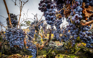 加州葡萄酒業現危機 需求下降 進口酒搶市場