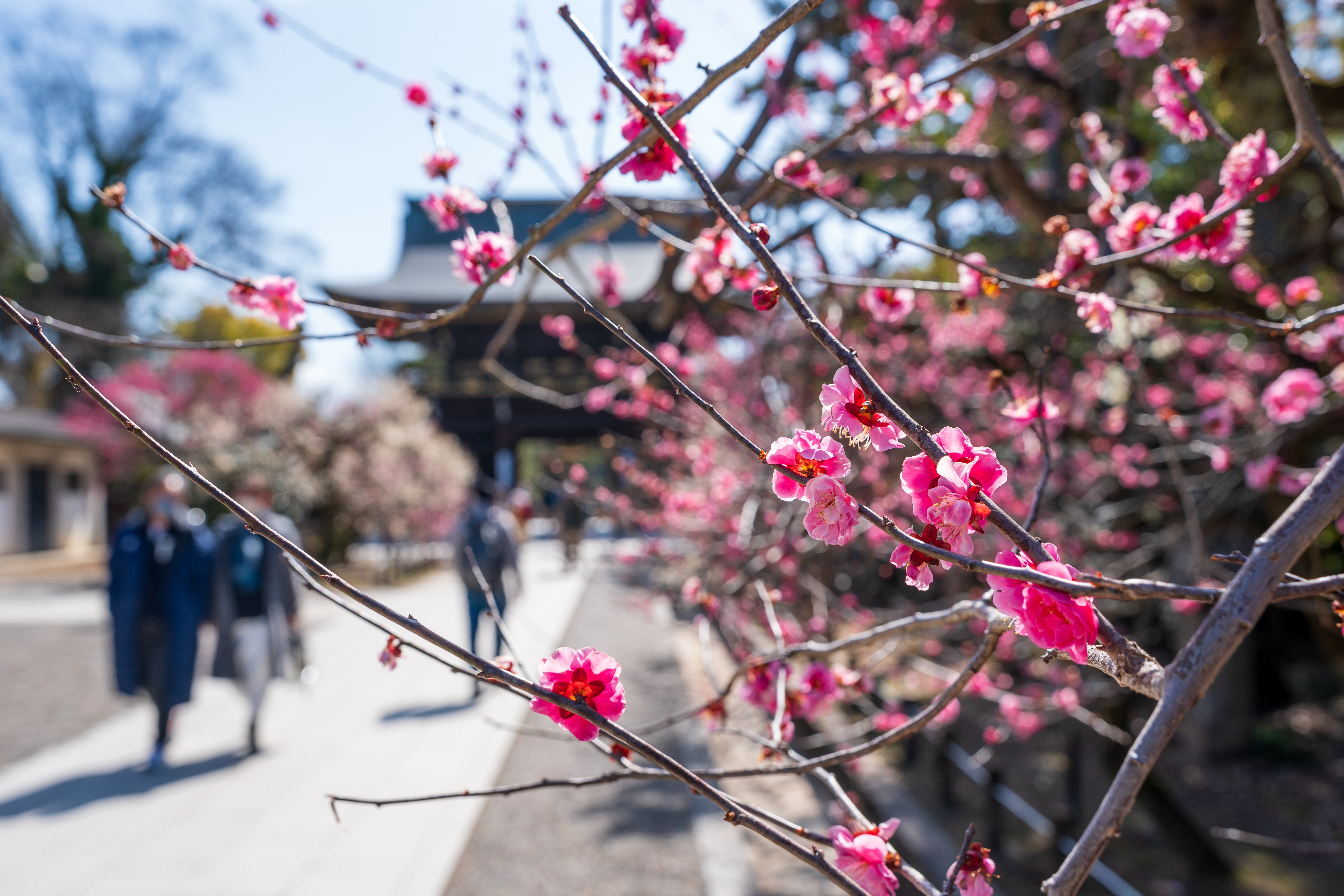 北野天滿宮的紅梅濃艷而優雅。(Shutterstock)