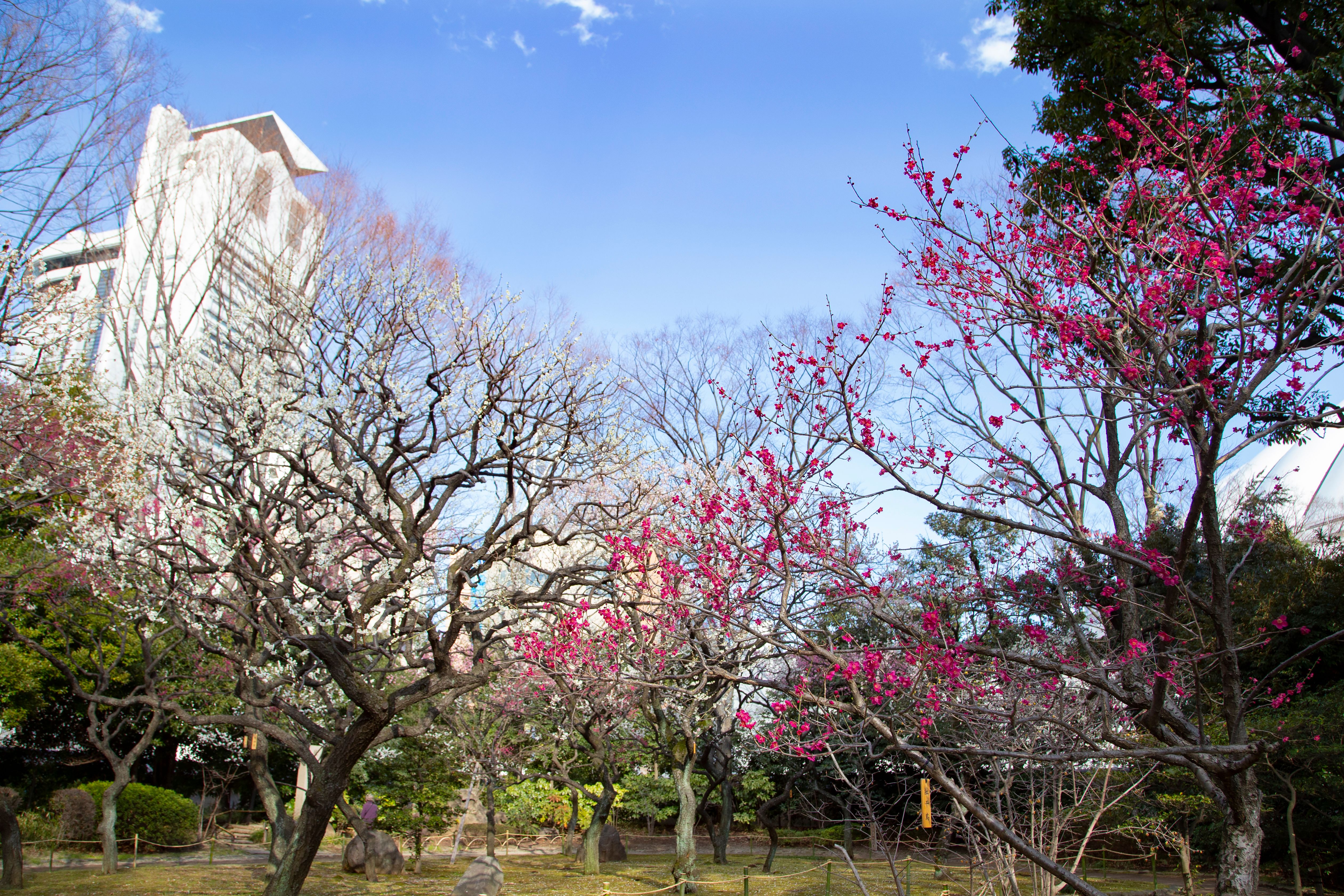 古老的小石川後樂園是東京鬧市中的世外梅源。(Shutterstock)