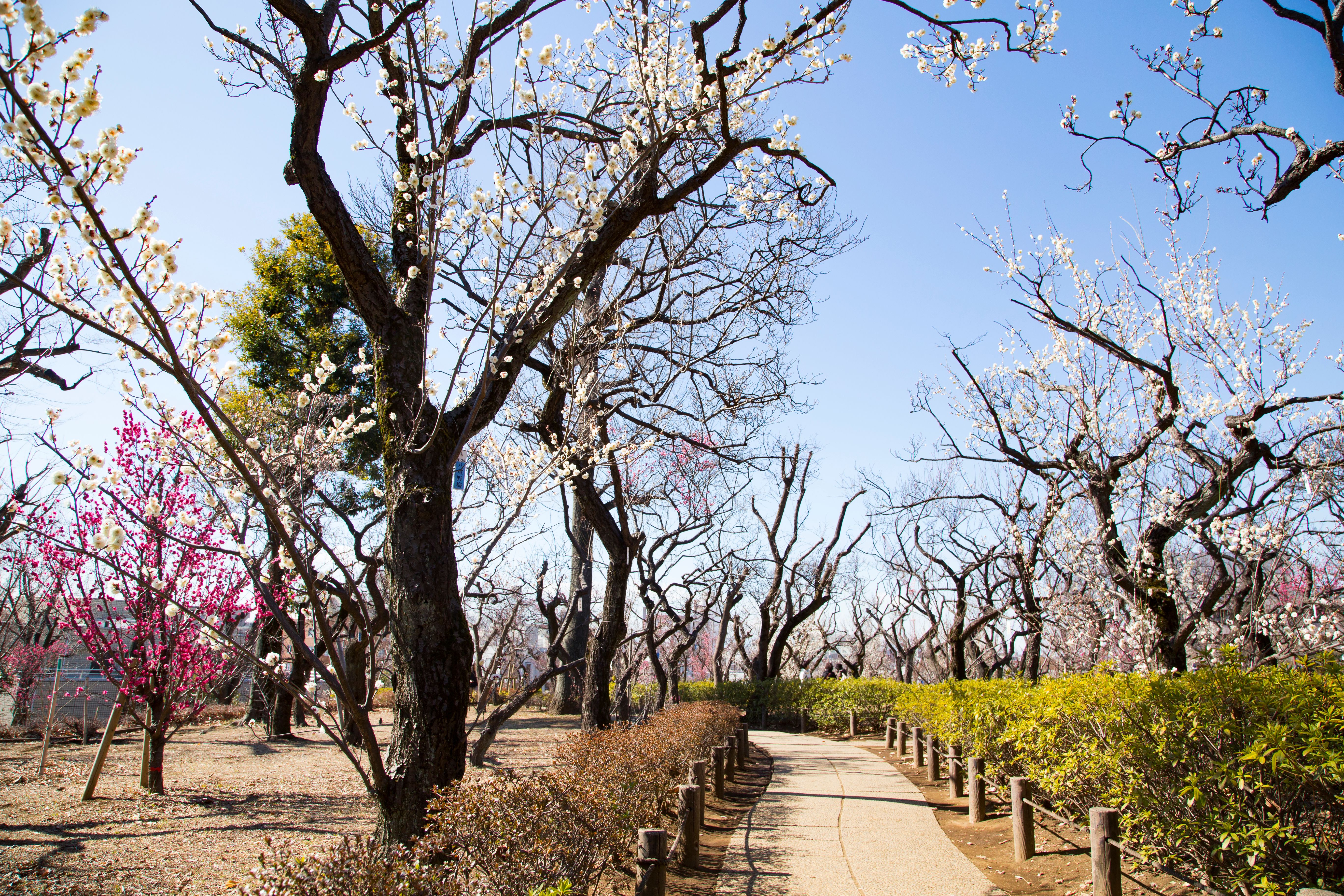羽根木公園為東京都內有名的賞梅景點。(Shutterstock)