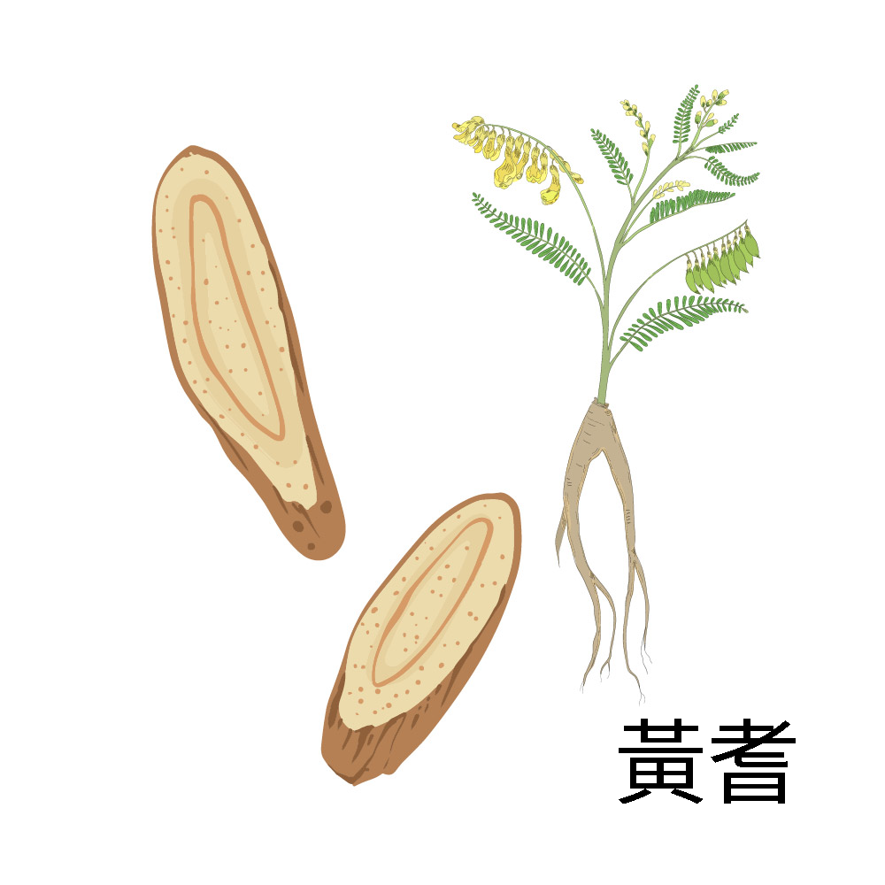 黄耆。(大纪元制图)