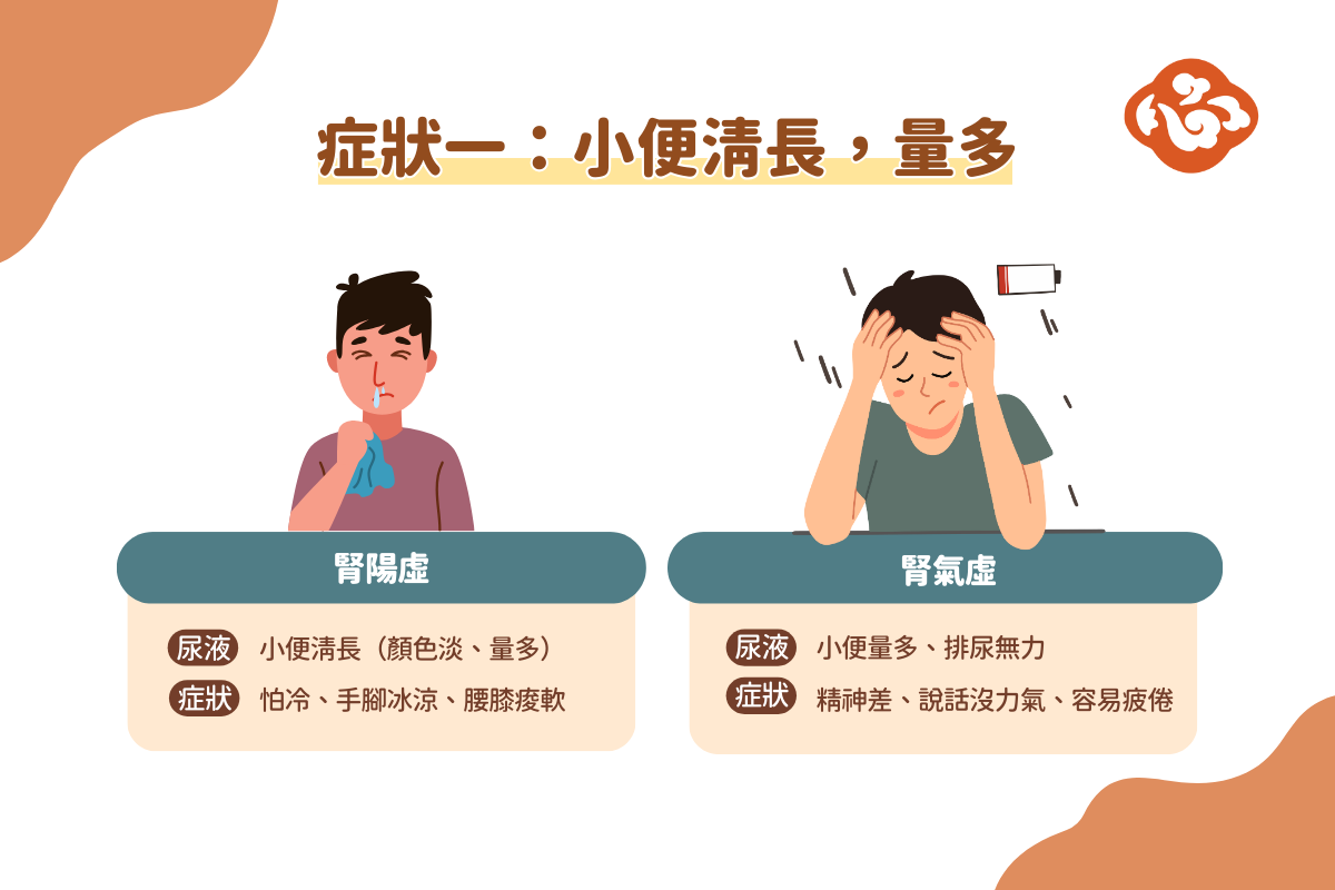 小便清長,量多可能是腎陽虛或腎氣虛體質。(醫道心傳製作組製圖)