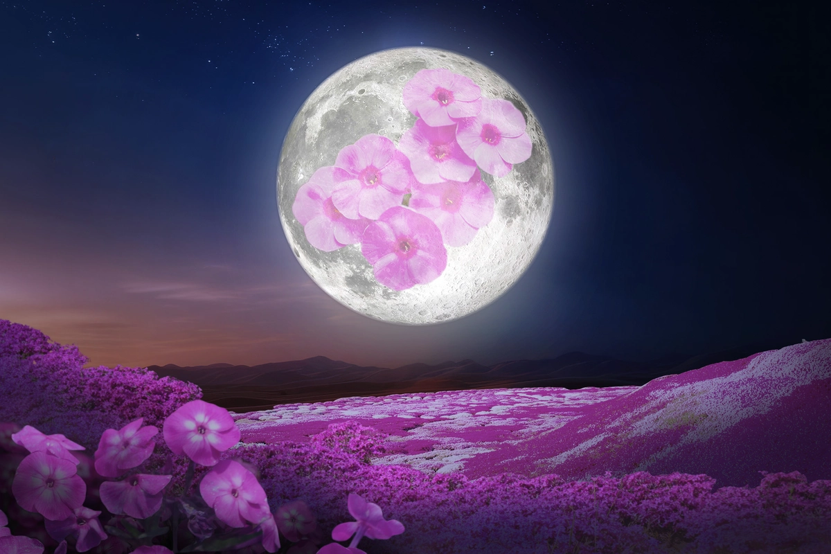四月的「粉紅滿月」將照亮夜空 迎接春天