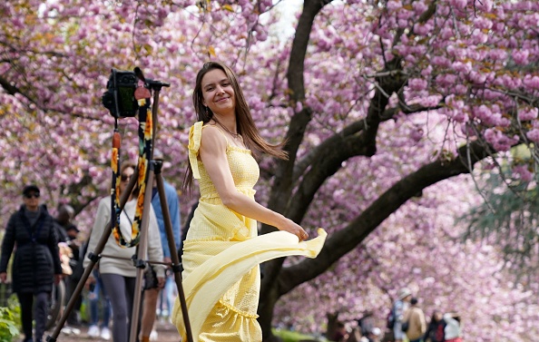 纽约4月中旬迎樱花盛开 华人社区周边赏樱攻略