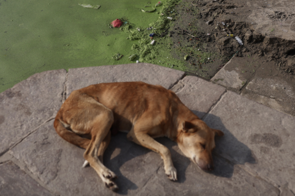 河南女子被狗咬伤腿部 3天后狗死了