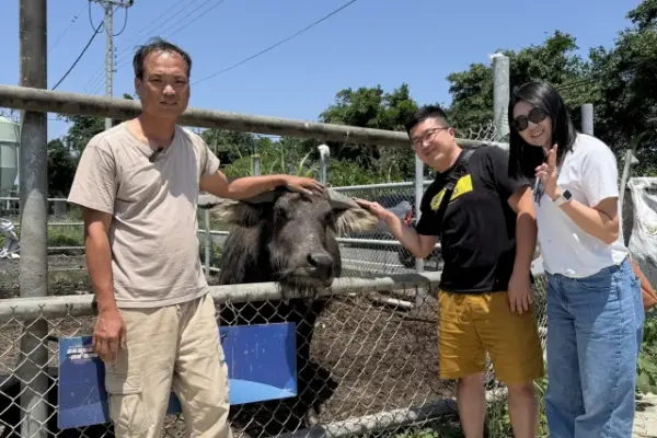 老牛安养中心 土库青农林家良的三头水牛