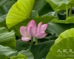 散文：夏荷