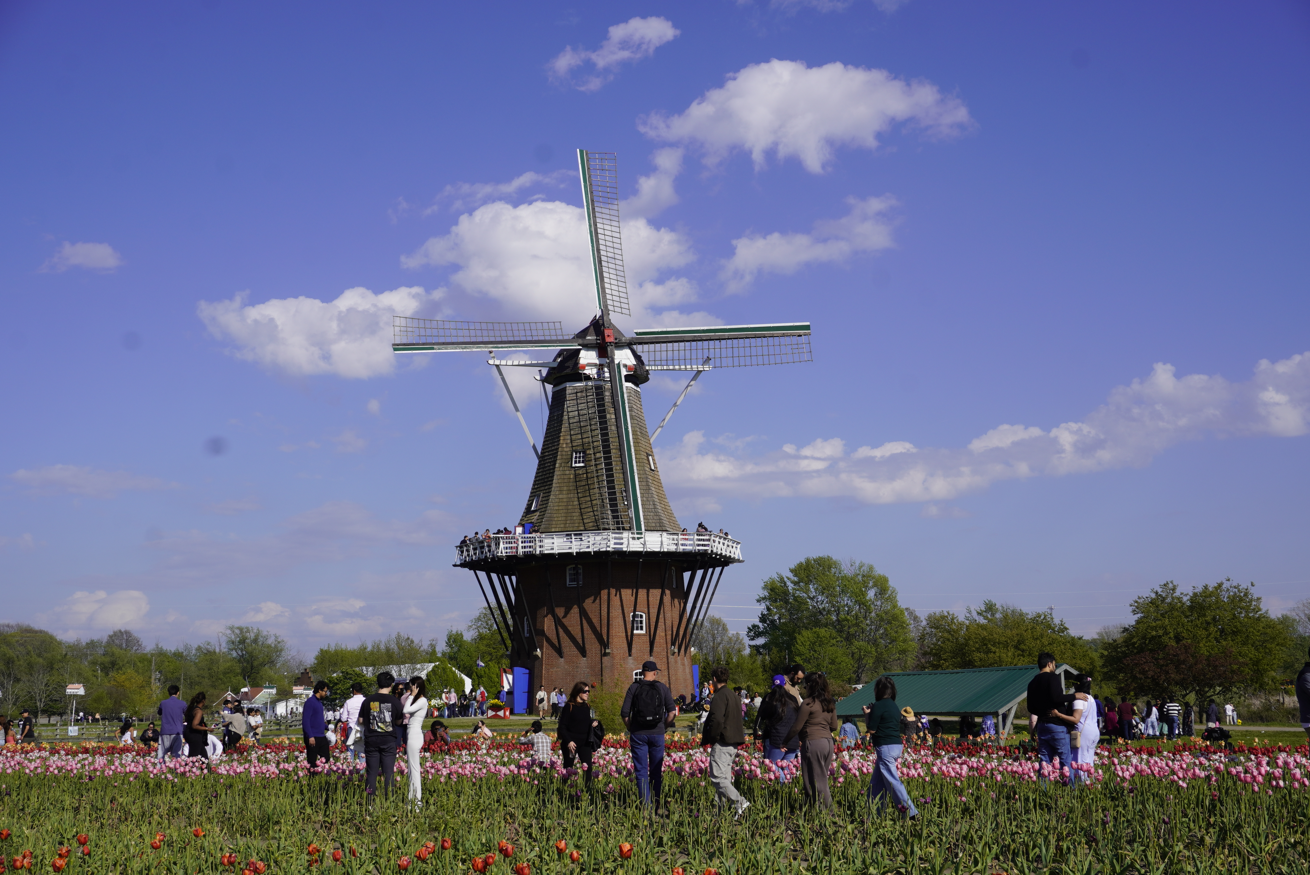 美國荷蘭市Windmill Island Garden盛開的鬱金香花。(林慧心/大紀元)