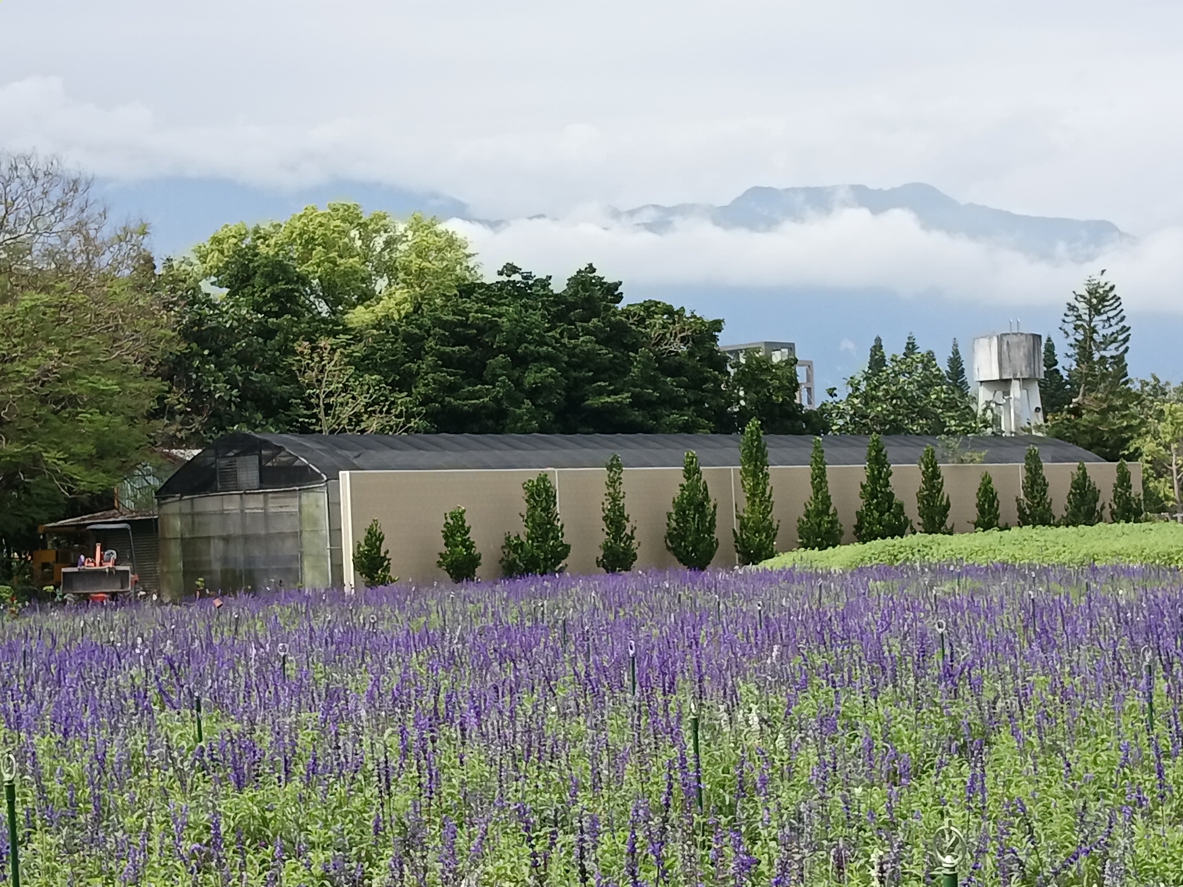 知卡宣綠森林親水公園內的南浦植物園區,可以看到一片薰衣草田。(圖/王知涵提供)