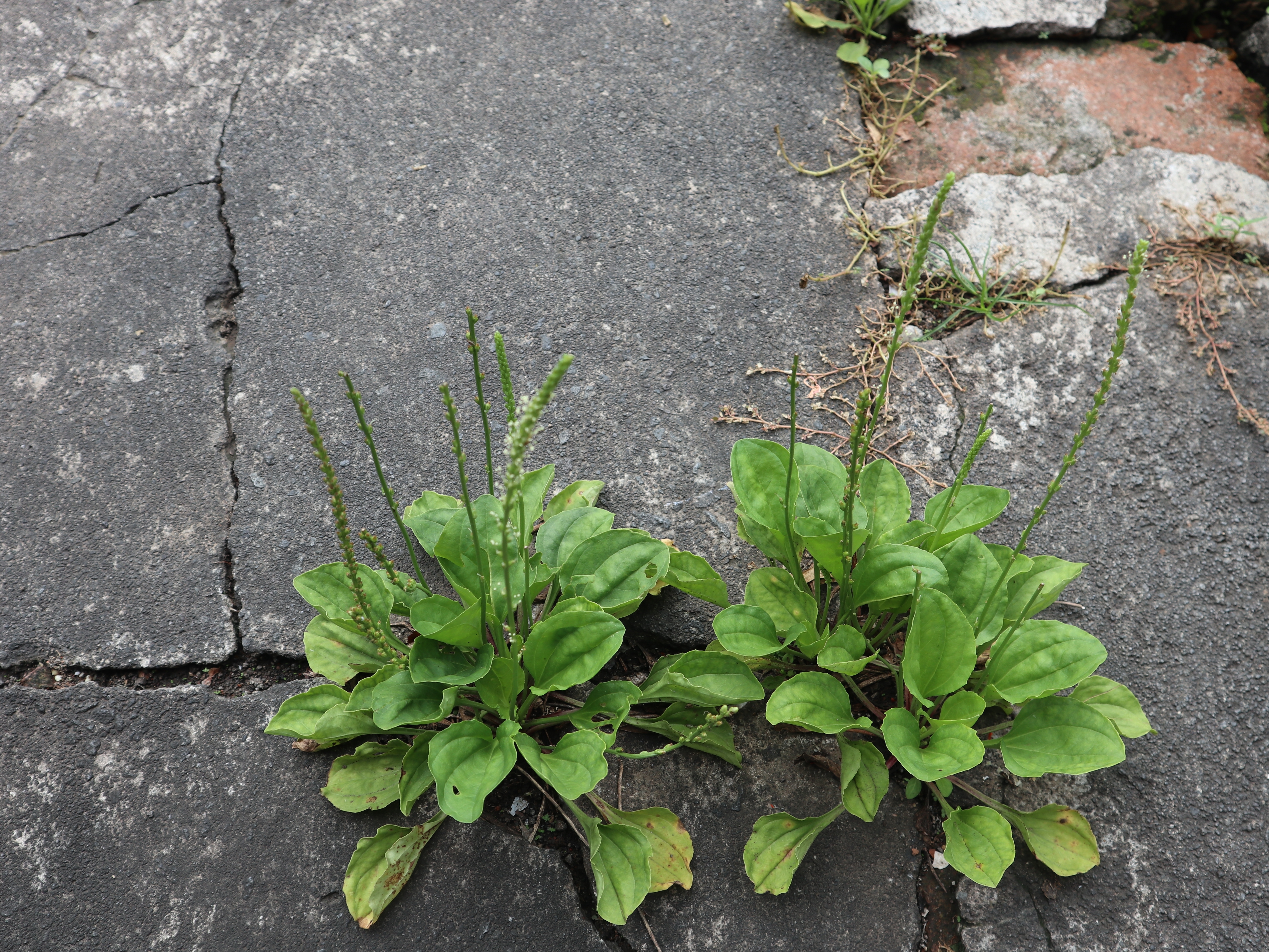 飯匙形短葉、貼地生長的大車前草(Plantago major),又稱寬葉車前。(Shutterstock)