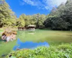 阿里山森林步道 每一步都是凉爽风景