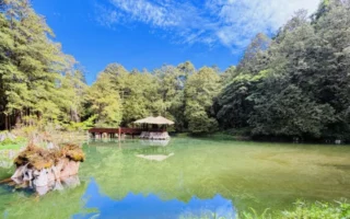 阿里山森林步道 每一步都是凉爽风景